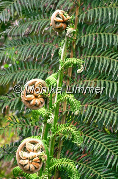 7153_riesenfarn_3 stueck.jpg